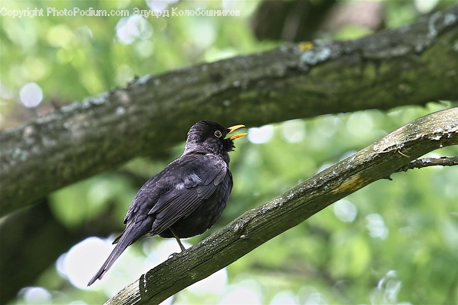 Bird, Blackbird