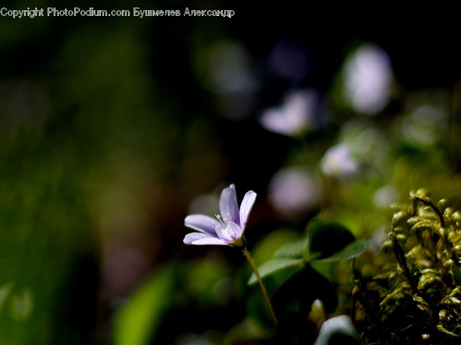 Blossom, Flora, Flower, Geranium, Plant, Fern, Asparagus