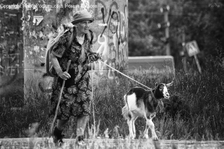 People, Person, Human, Animal, Canine, Collie, Dog