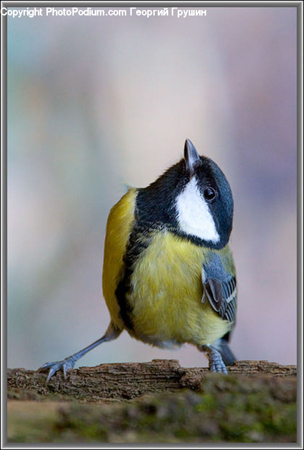 Bird, Finch, Bee Eater, Beak, Canary