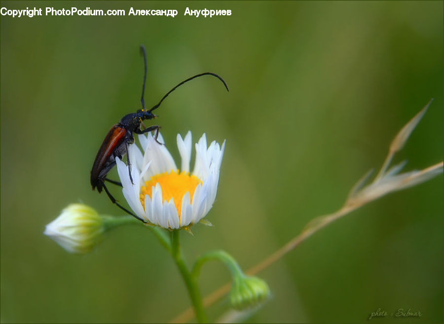 Cosmos, Bee, Insect, Invertebrate, Daisies, Daisy, Flower