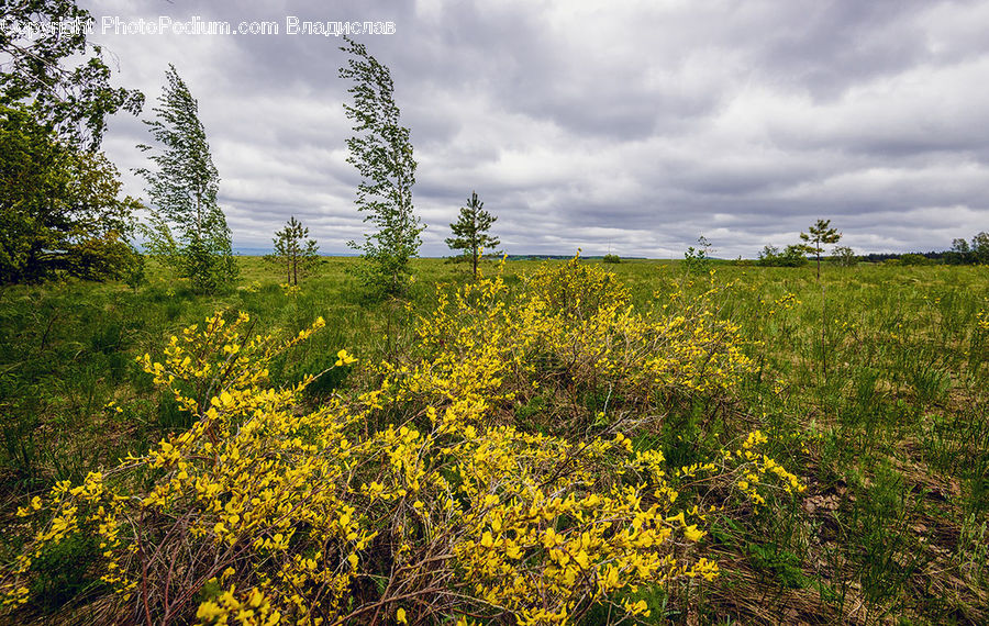 Field, Grass, Grassland, Land, Outdoors, Meadow, Pasture