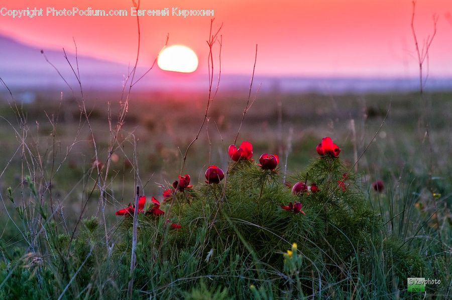 Blossom, Flora, Flower, Plant, Poppy, Field, Grass