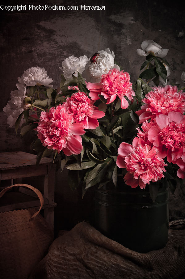 Blossom, Flower, Peony, Plant, Potted Plant, Flora, Petal