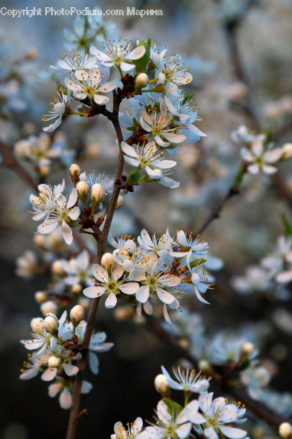 Blossom, Flora, Flower, Plant, Cherry Blossom, Aster, Petal