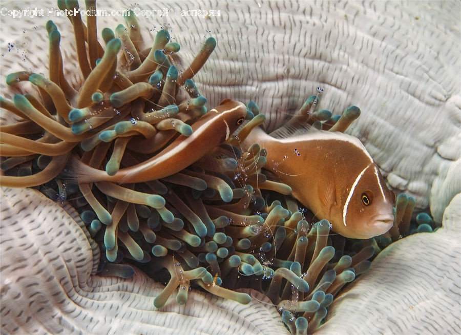 Amphiprion, Fish, Sea Life, Figurine, Birthday Cake, Cake, Dessert