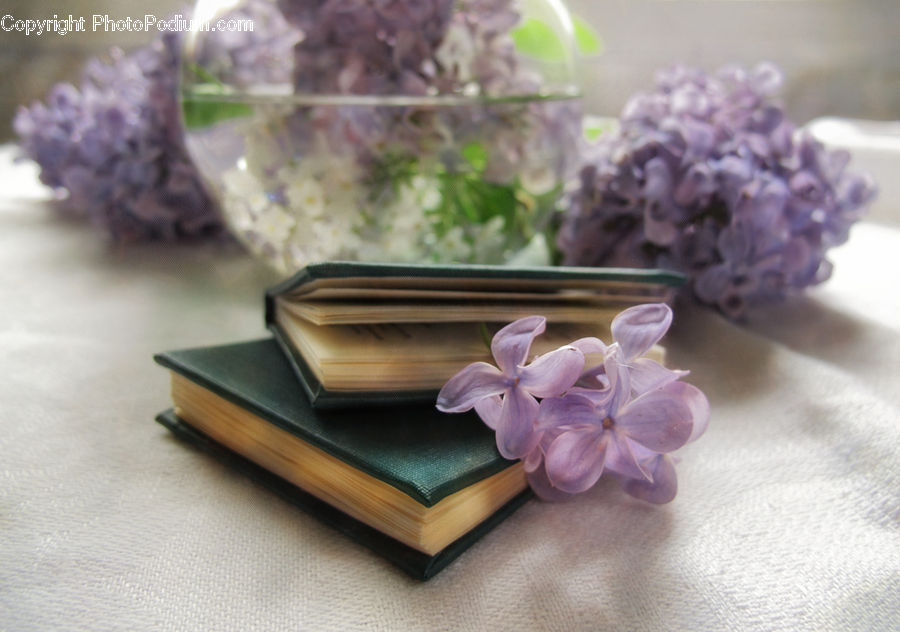 Blossom, Flower, Lilac, Plant, Potted Plant, Flora, Petal
