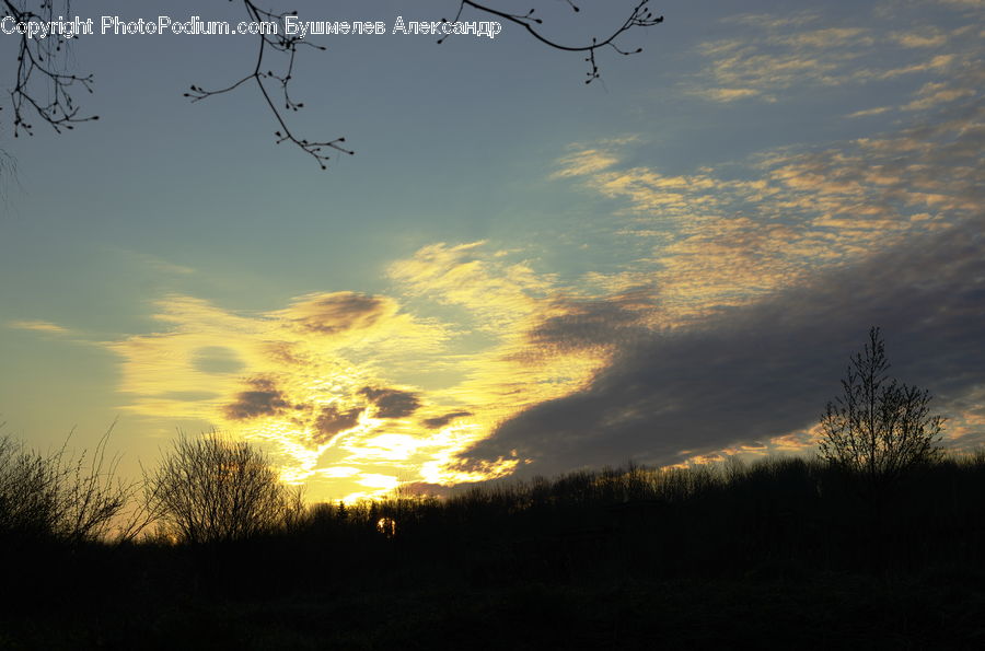 Plant, Tree, Dusk, Outdoors, Sky, Sunlight, Sunrise