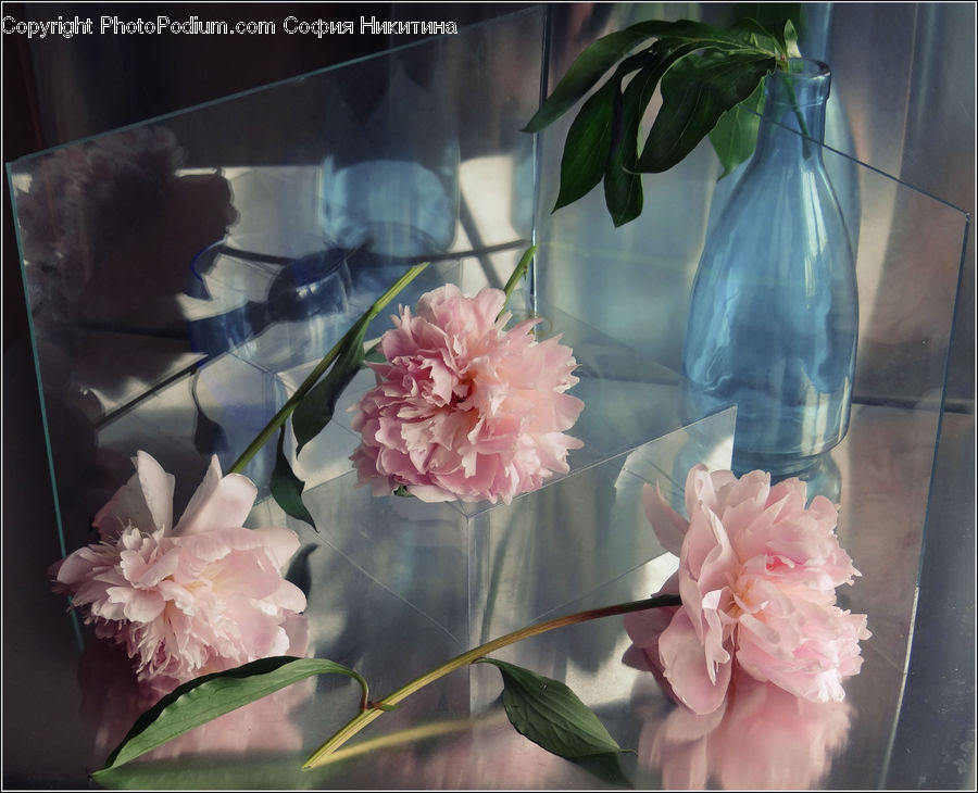 Blossom, Flower, Peony, Plant, Bowl, Carnation, Flora