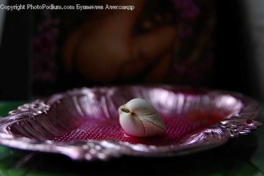 Garlic, Plant, Blossom, Flora, Flower, Araceae, Petal