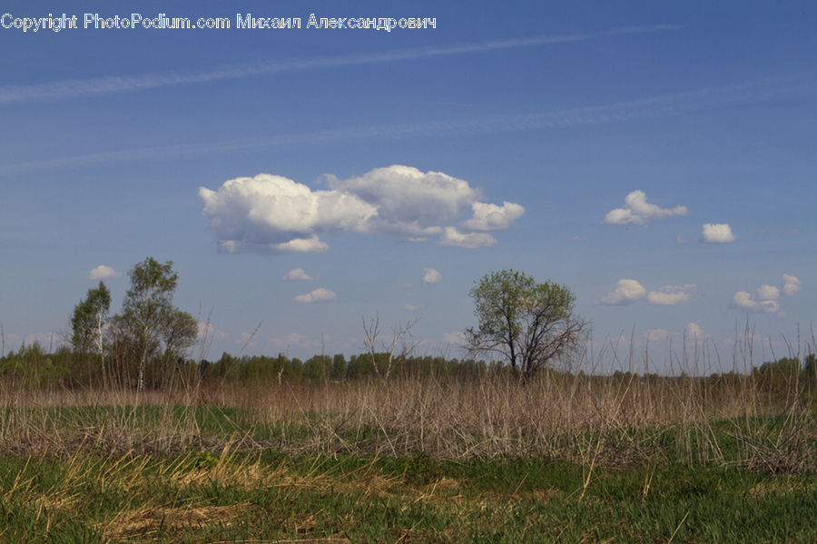 Field, Grass, Grassland, Land, Outdoors, Cloud, Cumulus