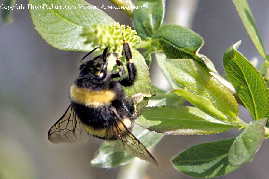 Andrena, Apidae, Bee, Bumblebee, Honey Bee, Insect, Invertebrate