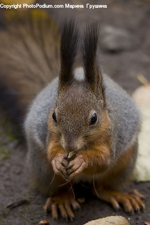 Animal, Mammal, Rodent, Squirrel