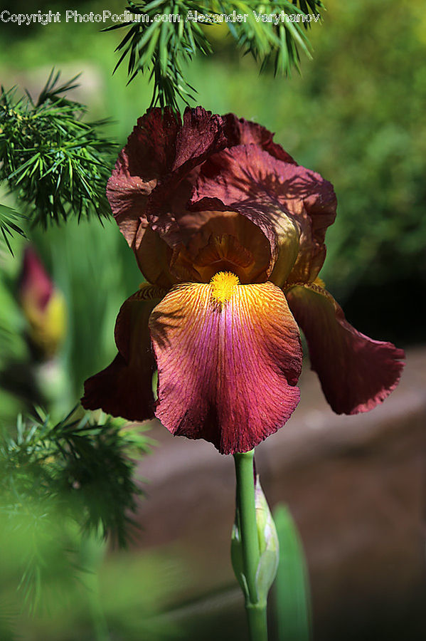People, Person, Human, Flora, Flower, Iris, Plant