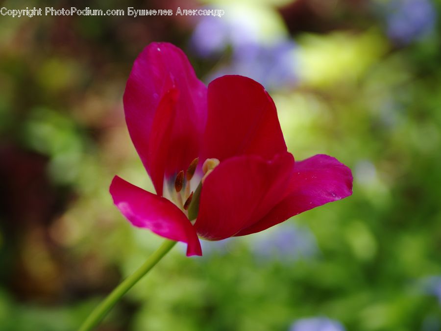 Flora, Flower, Gladiolus, Plant, Blossom, Tulip, Geranium