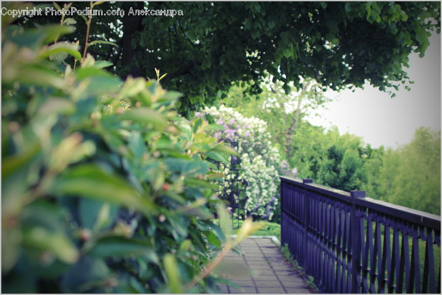 Backyard, Yard, Plant, Blossom, Flora, Flower, Conifer