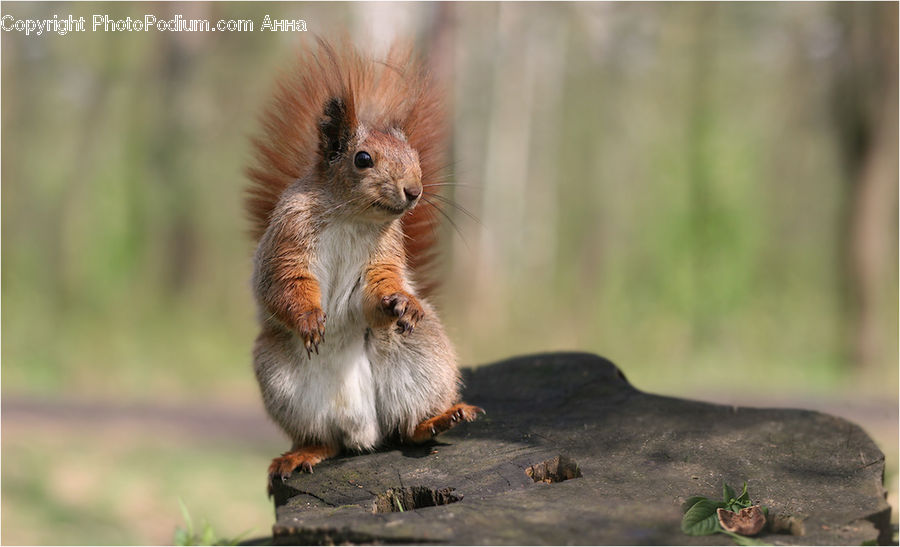 Animal, Mammal, Rodent, Squirrel, Eating, Monkey