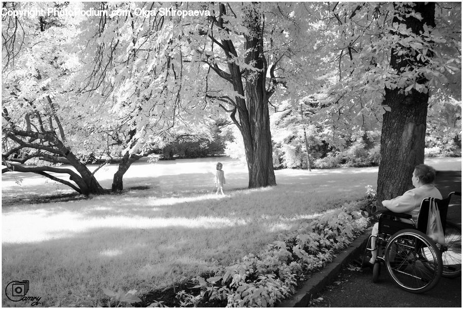 Wheelchair, People, Person, Human, Bench, Plant, Tree