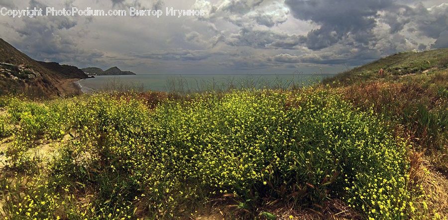 Field, Grass, Grassland, Land, Outdoors, Coast, Sea