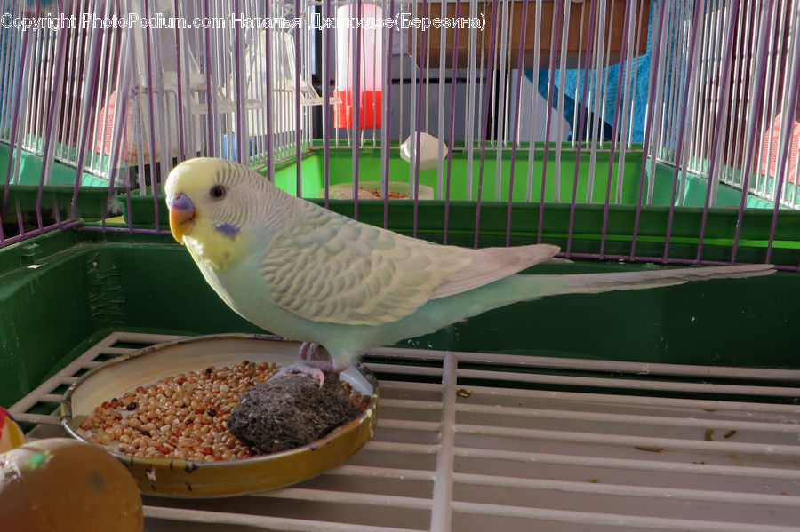 Bird, Canary, Finch, Parakeet, Parrot, Dove, Pigeon