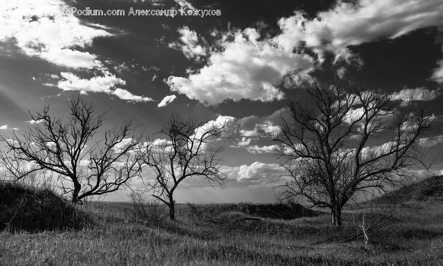 Oak, Tree, Wood, Plant, Countryside, Field, Grass