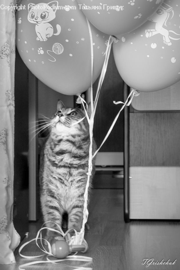 Animal, Cat, Mammal, Pet, Chair, Furniture, Dish