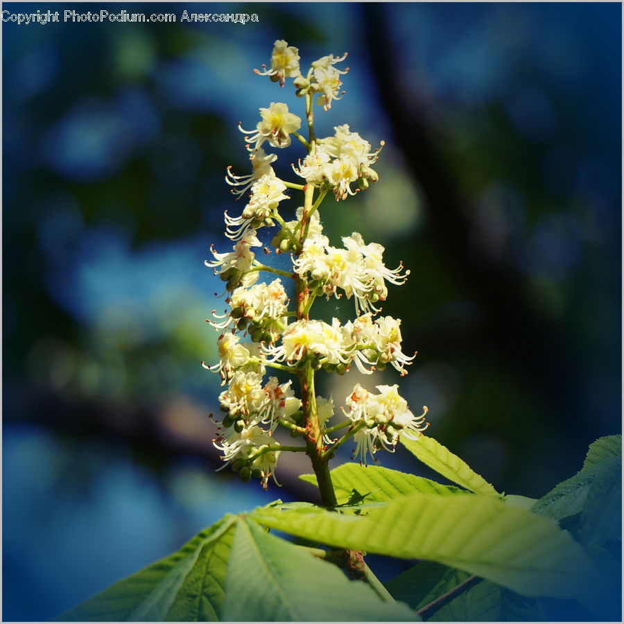 Blossom, Flora, Flower, Plant, Cherry Blossom, Pollen, Asteraceae