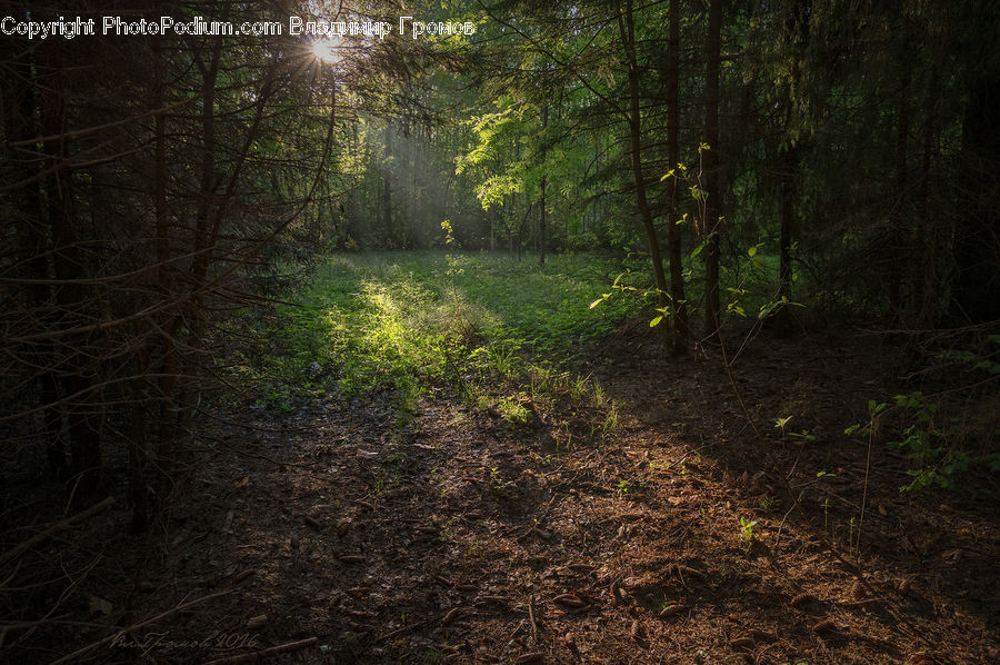 Forest, Vegetation, Soil, Dirt Road, Gravel, Road, Grove