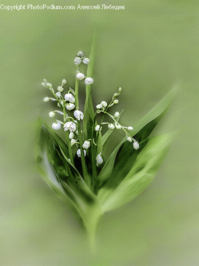 Dill, Plant, Blossom, Flora, Flower, Flower Arrangement, Flower Bouquet