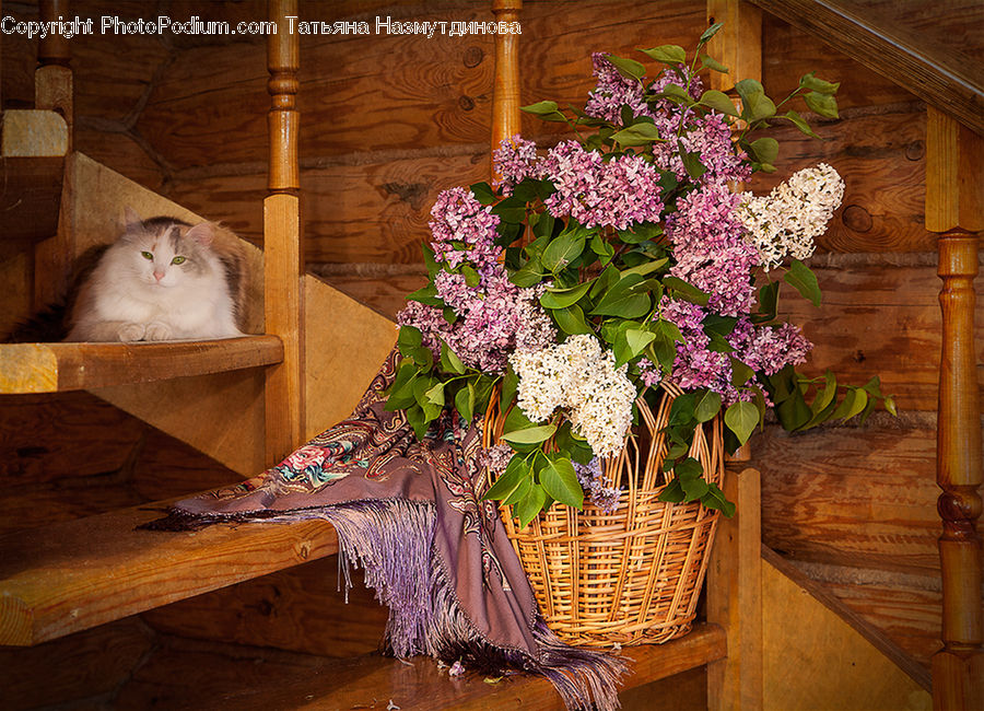 Floral Design, Flower, Flower Arrangement, Flower Bouquet, Ikebana, Plant, Potted Plant