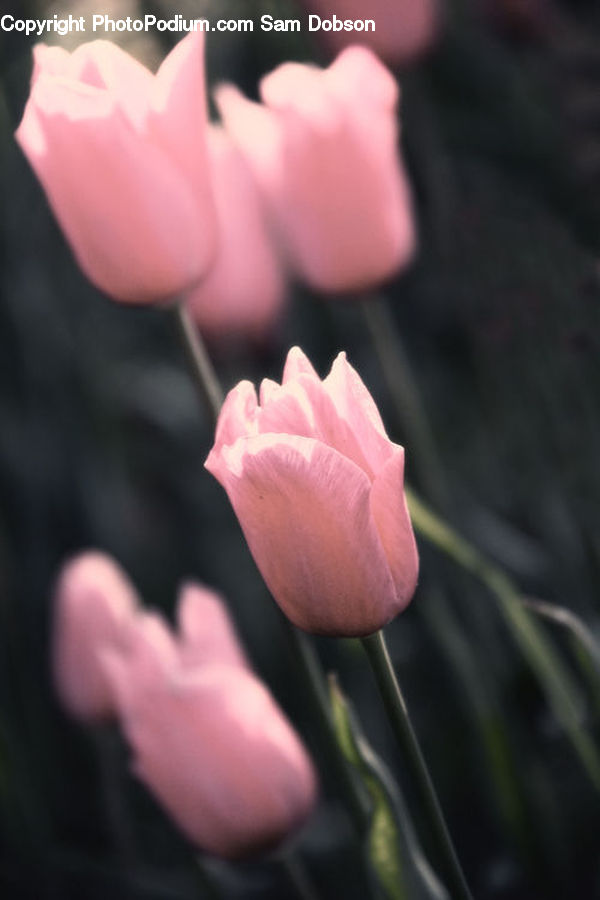 People, Person, Human, Blossom, Flora, Flower, Plant