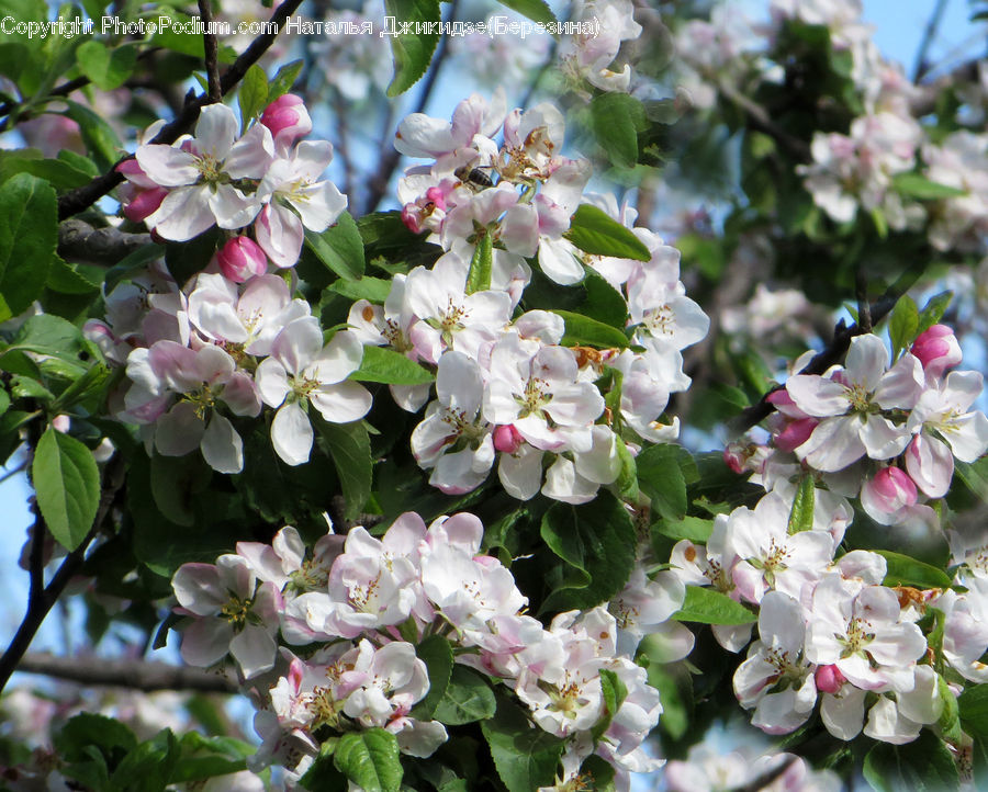 Blossom, Flora, Flower, Plant, Cherry Blossom