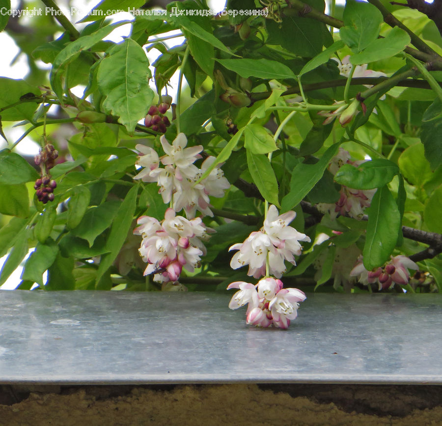 Blossom, Flora, Flower, Plant, Cherry Blossom, Floral Design, Flower Arrangement