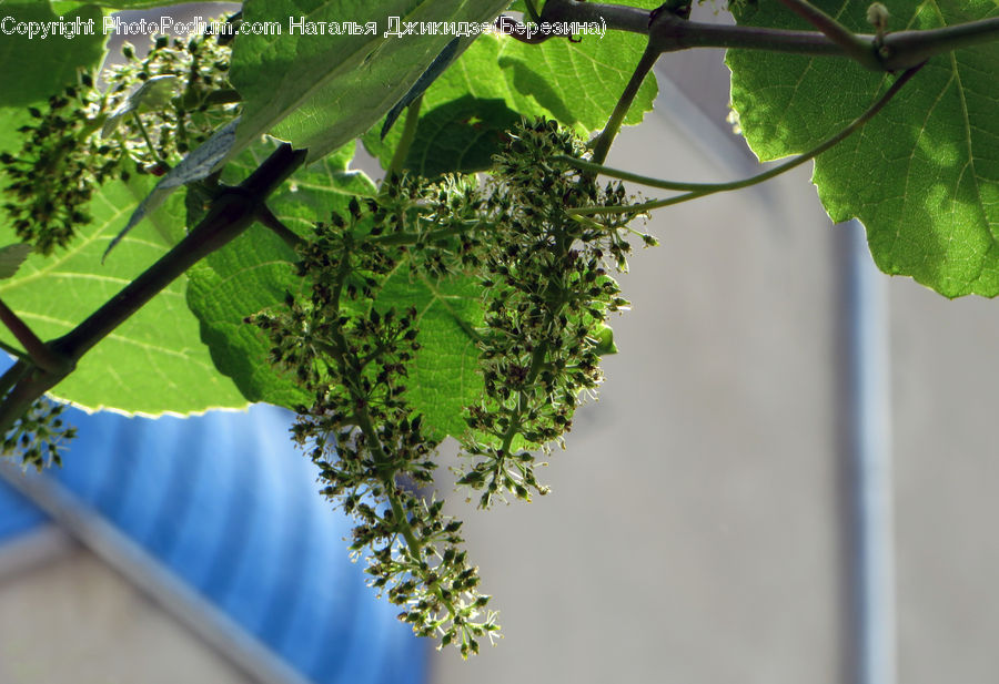 Plant, Vine, Dill, Blossom, Flora, Flower, Conifer
