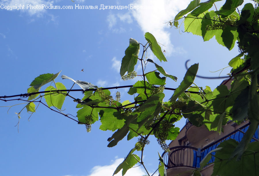 Bird, Parakeet, Parrot, Plant, Vine, Fruit, Grapes