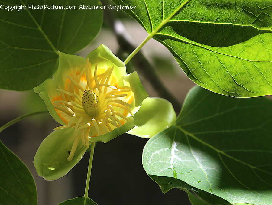 Leaf, Plant, Veins, Blossom, Flora, Flower, Lily