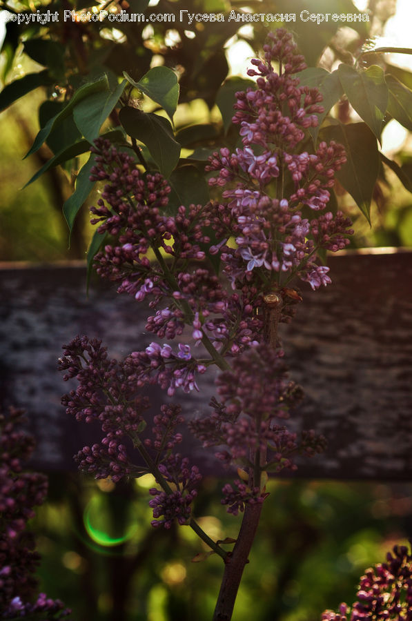 Blossom, Flower, Lilac, Plant, Flora, Cherry Blossom, Bush
