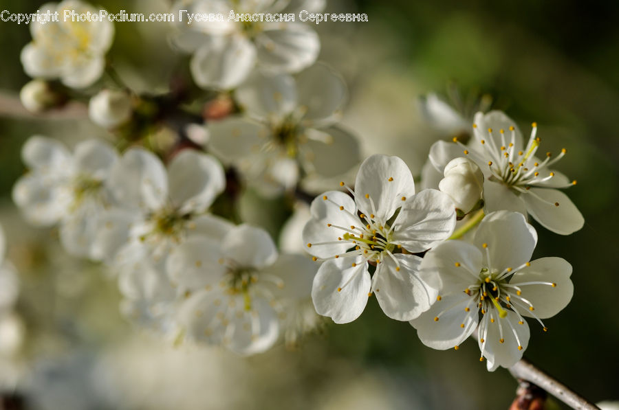 Blossom, Flora, Flower, Plant, Cherry Blossom, Anther, Petal
