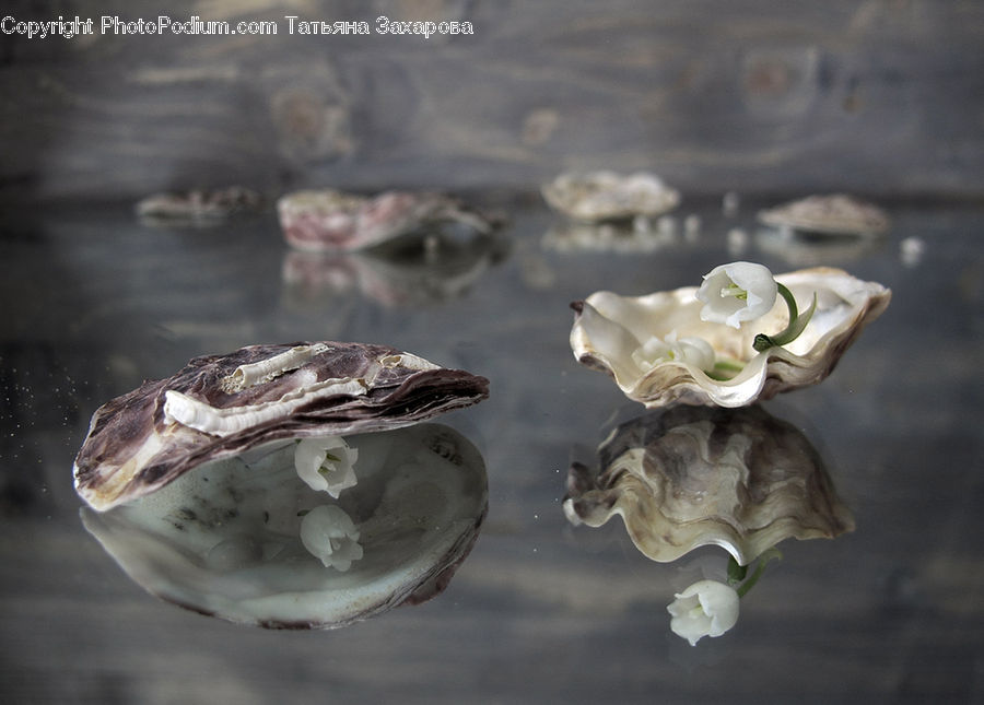 Reptile, Snake, Flower, Lily, Plant, Pond Lily, Garlic