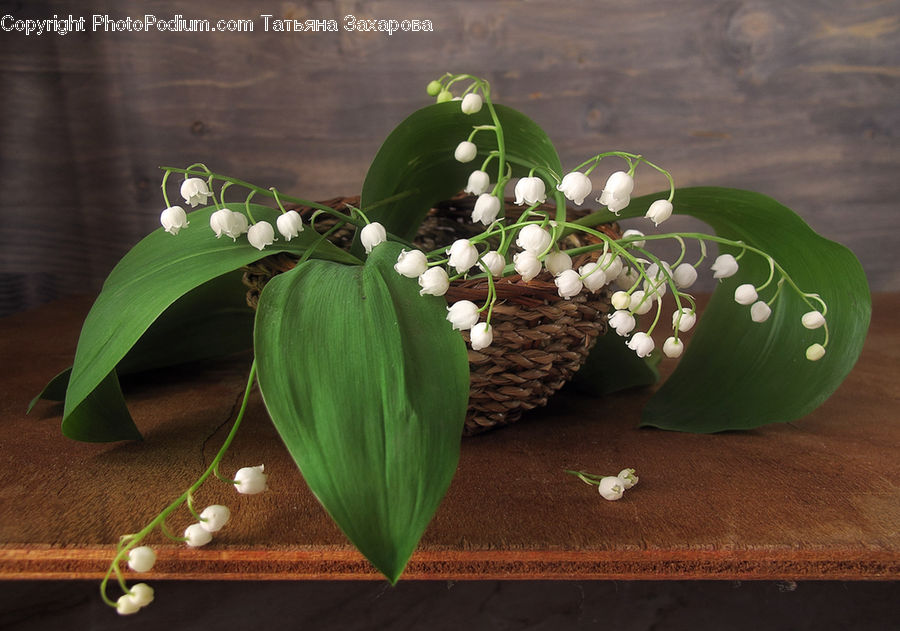 Flower Arrangement, Ikebana, Plant, Potted Plant, Vase, Flower, Flower Bouquet