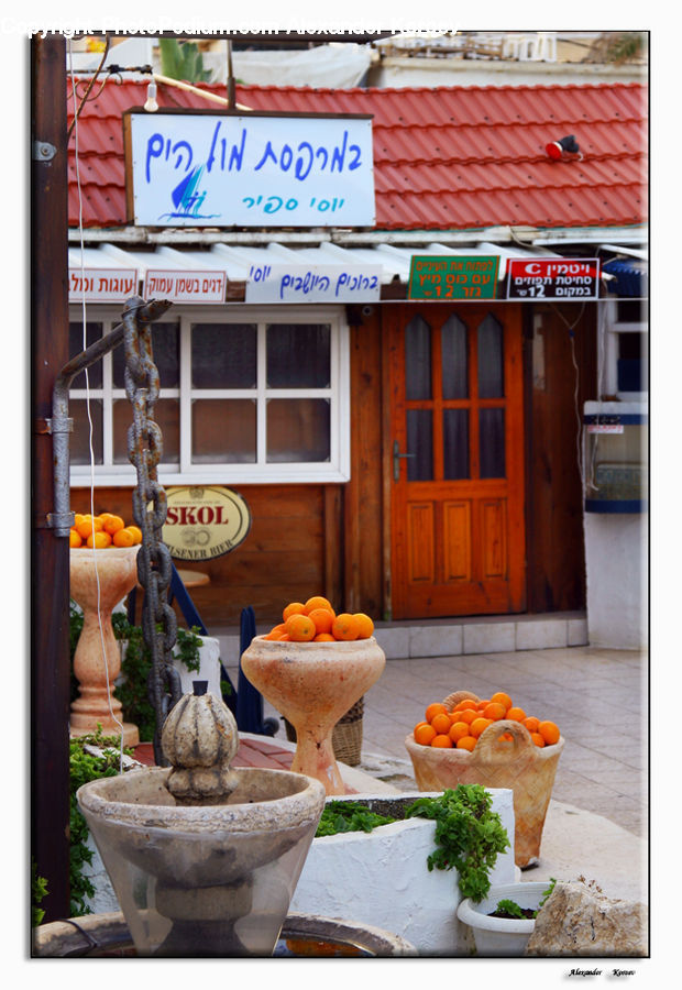 Plant, Potted Plant, Bowl, Pot, Pottery, Citrus Fruit, Fruit