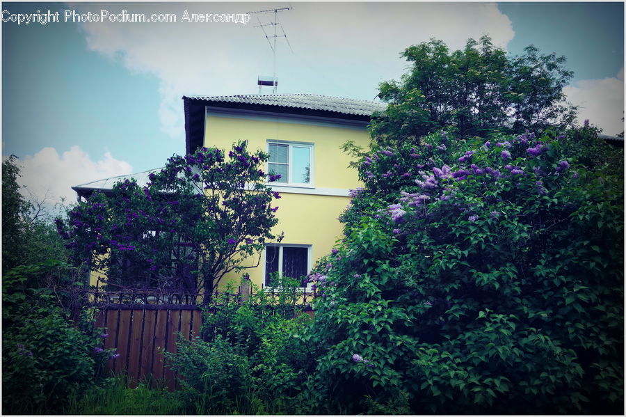 Plant, Potted Plant, Building, Cottage, Housing, Ivy, Vine