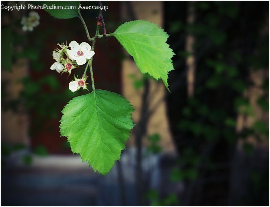 Blossom, Flora, Flower, Geranium, Plant, Vine, Maple
