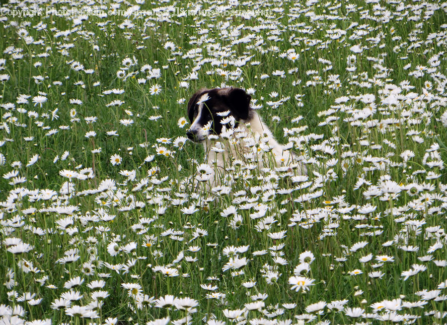 Daisies, Daisy, Flower, Plant, Aster, Blossom, Flora