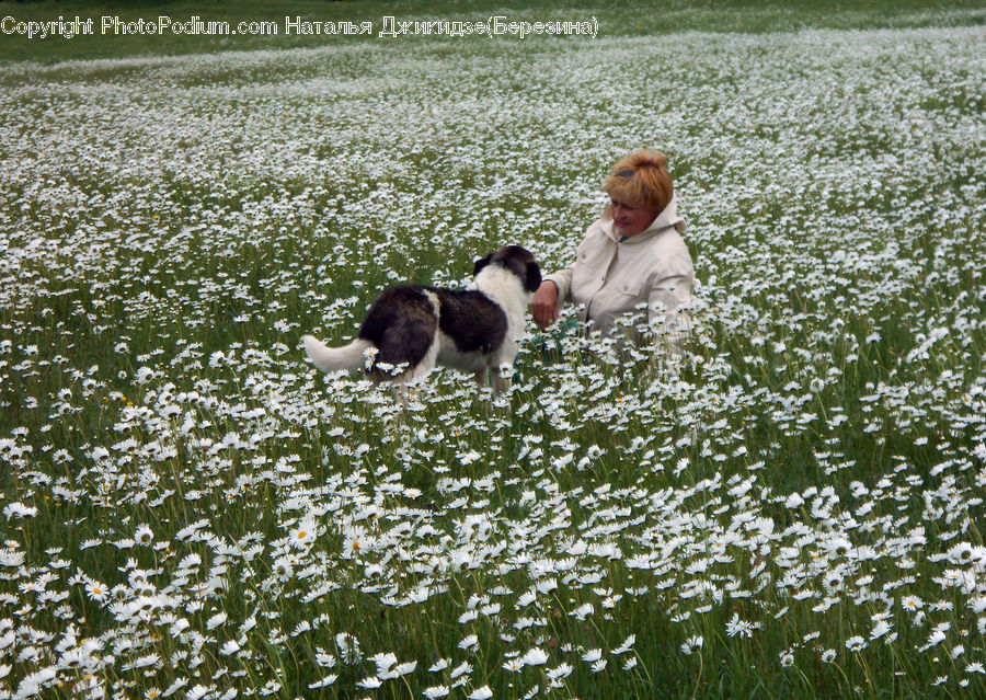 People, Person, Human, Animal, Beagle, Canine, Dog