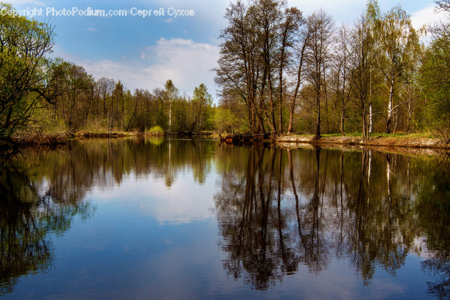 Outdoors, Pond, Water, Forest, Vegetation, Blossom, Flora