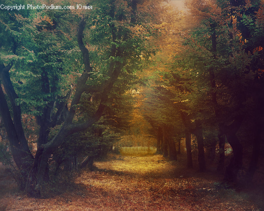 Dirt Road, Gravel, Road, Forest, Vegetation, Art, Carpet