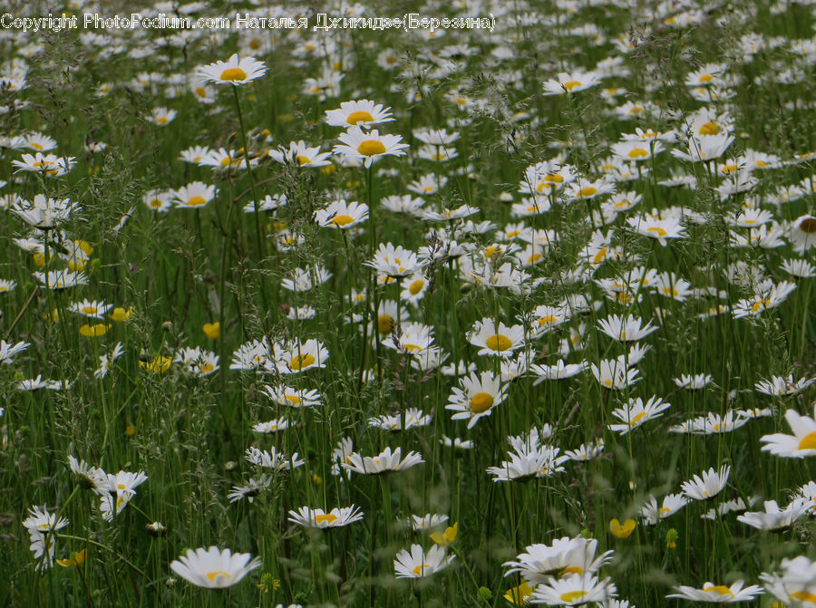 Daisies, Daisy, Flower, Plant, Blossom, Daffodil, Flora