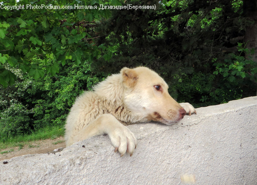 Animal, Canine, Dog, Golden Retriever, Mammal, Pet, Fir