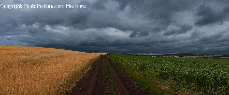 Dirt Road, Gravel, Road, Field, Grain, Wheat, Landscape